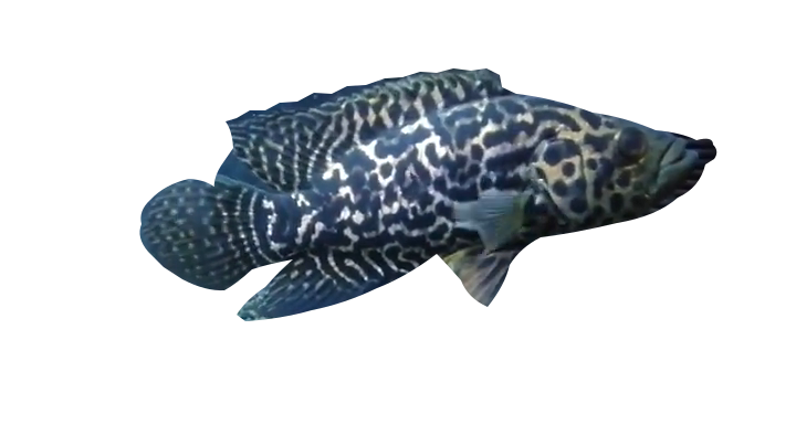 Photo-based composition: Jaguar Cichlid from our family's real camera footage.