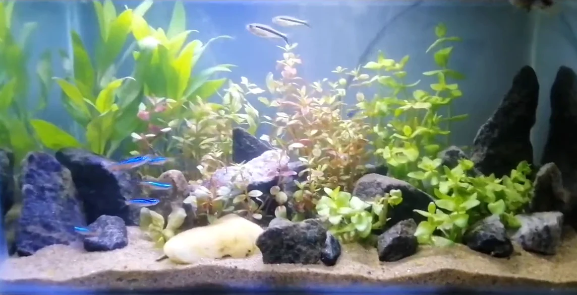 Photo-based composition: a planted aquarium, from real camera footage.
