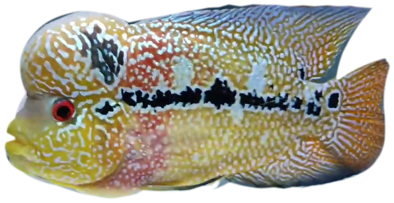 Photo-based composition: Flowerhorn from our family's real camera footage.