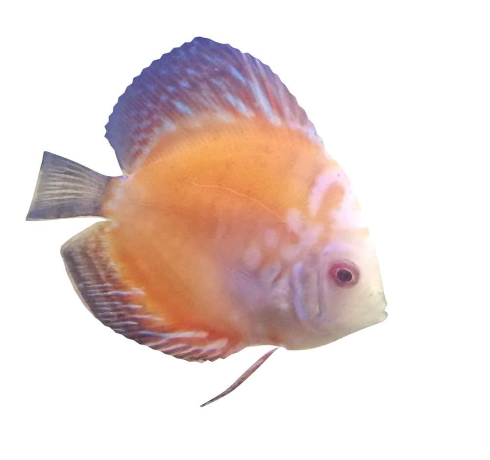 Photo-based composition of my Orange Discus, masked from its original aquarium photograph.